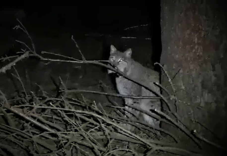 /Źródło: Medard Bajlak, Nadleśnictwo Resko /