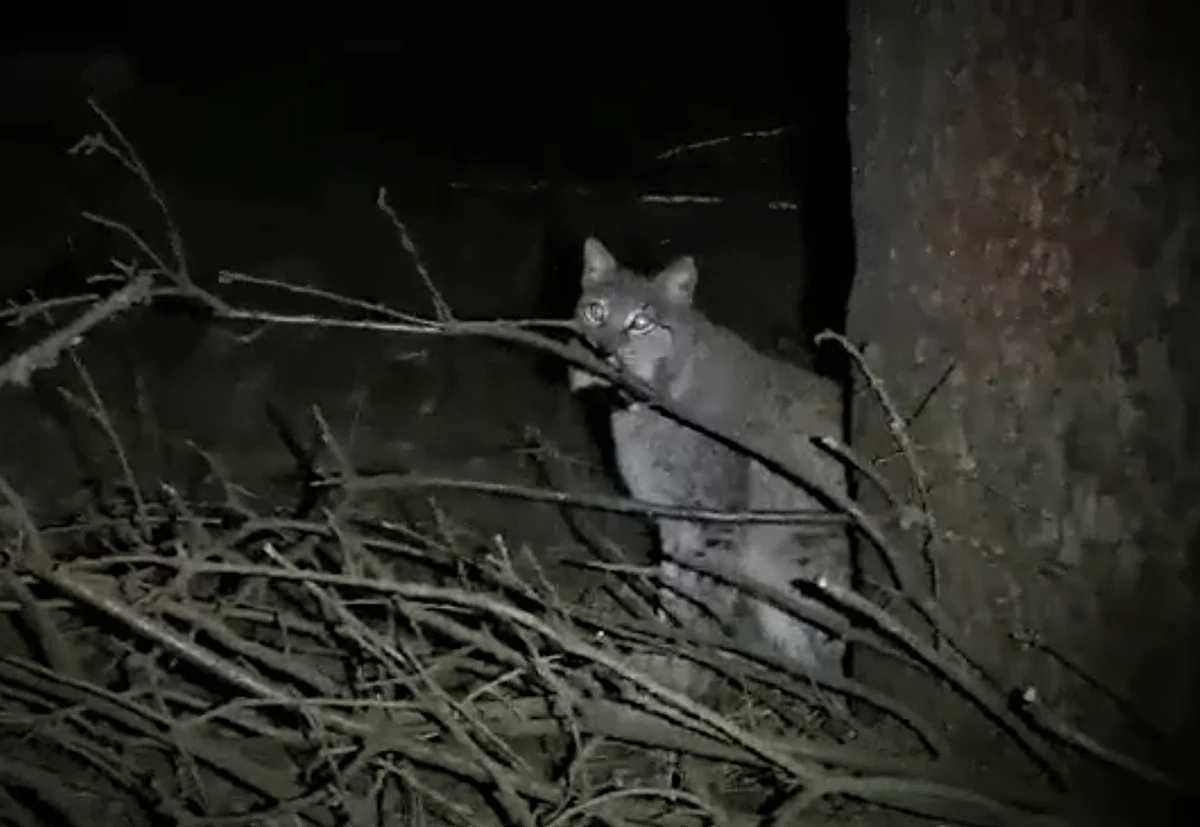 Przedwiośnie to czas kocich amorów. Gorączka poszukiwania partnera ogarnęła także te nieco większe koty, co zaowocowało niecodziennym spotkaniem z parą rysi w lesie koło Reska w Zachodniopomorskiem.