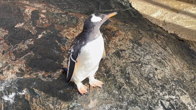 Weterynarze z akwarium w norweskim Bergen podają pingwinowi Ernie szczepionkę przeciwko ptasiej grypie w ramach dążenia do uwolnienia zwierząt z trzymiesięcznego zamknięcia. Od początku grudnia w namiocie obok zagrody, było zamkniętych 29 pingwinów. Chroniły się one tam przed śmiertelnym szczepem ptasiej grypy, który został wykryty w Norwegii.
