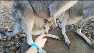 Zoo od miesięcy podejrzewało, że coś się rusza. Wreszcie są kangury