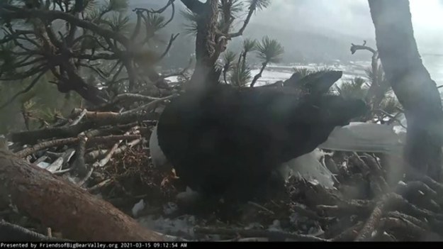 Para bielików czeka na pisklęta, w gnieździe w Kalifornii. Życie ptasiej rodziny, przez całą dobę, śledzi kamera.