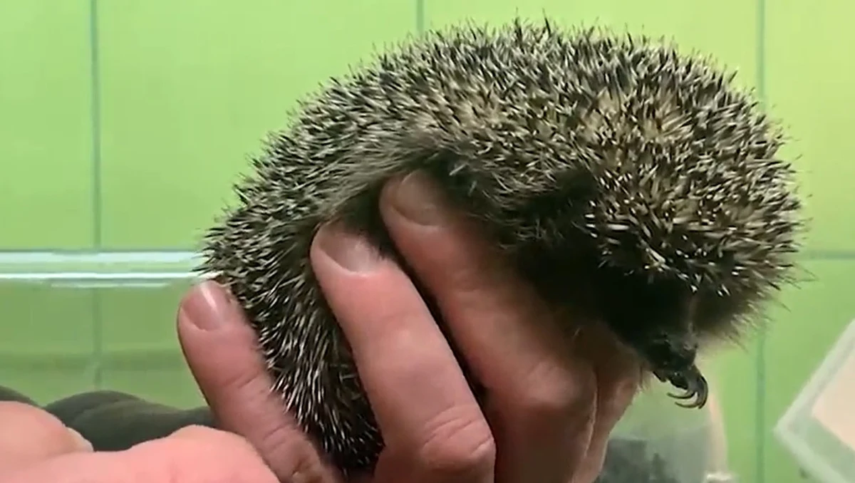 Tylko w ubiegłym roku do Ośrodka Rehabilitacji Dzikich Zwierząt w Łodzi trafiło ponad 2 300 podopiecznych. Z roku na rok pod opiekę pracowników ośrodka trafia coraz więcej potrzebujących zwierząt. Nie wszystkim, po zakończeniu leczenia, uda się wrócić na wolność.