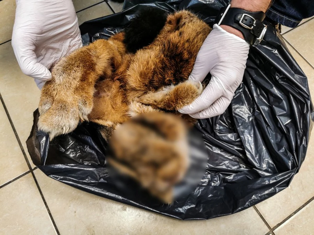 Białostoccy policjanci odkryli w domu na terenie powiatu białostockiego skórę rysia euroazjatyckiego. Schowana była w zamrażarce. Zarzut posiadania trofeum zwierzęcia łownego usłyszał 47-latek.