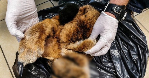 Białostoccy policjanci odkryli w domu na terenie powiatu białostockiego skórę rysia euroazjatyckiego. Schowana była w zamrażarce. Zarzut posiadania trofeum zwierzęcia łownego usłyszał 47-latek.
