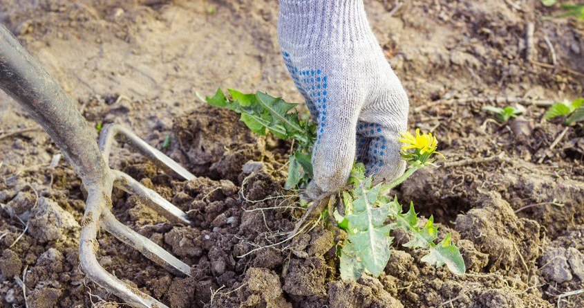 Jeszcze w listopadzie wynieś to do ogrodu. Wiosną zapomnisz o chwastach