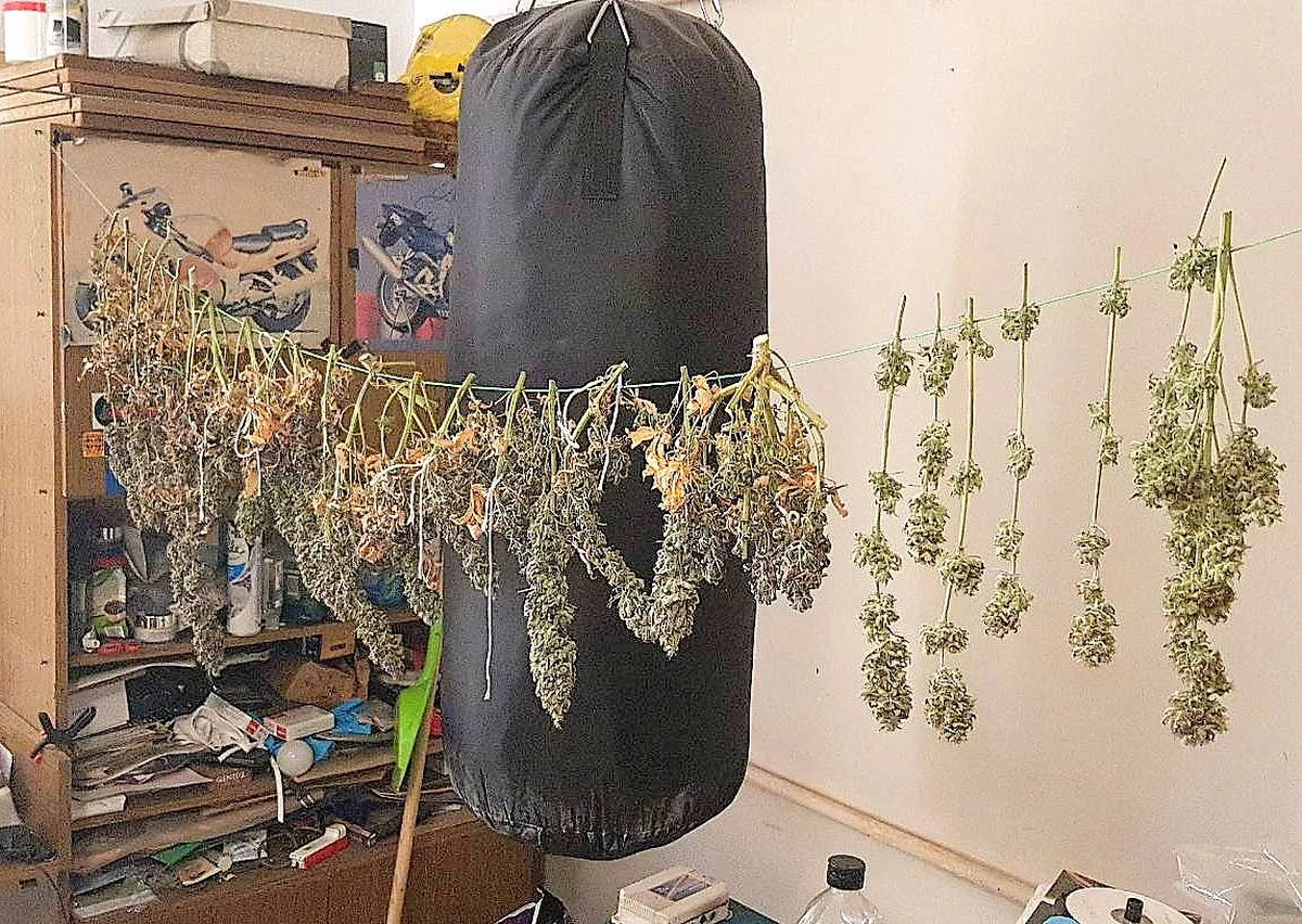 36-latek z Rawy Mazowieckiej w Łódzkiem został zatrzymany przez policję za posiadanie i produkcję narkotyków. Konopie do wyrobu marihuany uprawiał w domu. Krzaki rosły w szafie - poinformowała rzecznik rawskiej policji sierż. sztab. Agata Krawczyk.