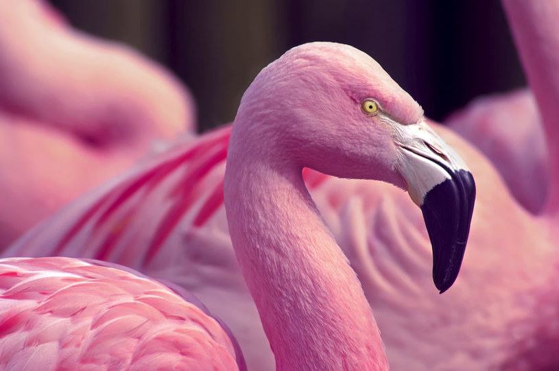 Flamingi Rośliny i zwierzęta - najważniejsze informacje