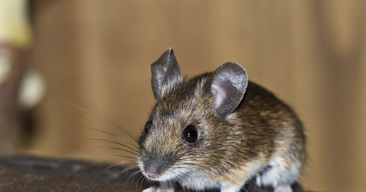 Myszy pchają się do domu? Odstraszy je ten produkt z kuchennej szafki