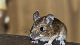Niemcy: Mężczyzna zarażony wirusem myszy
