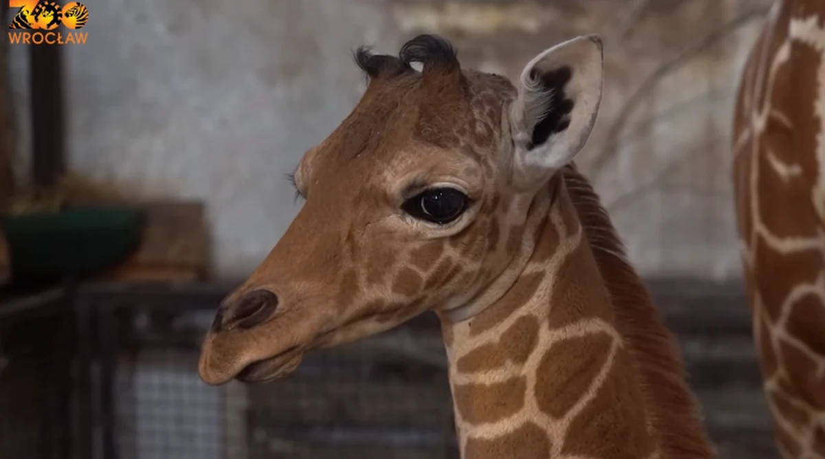 Inuki - takie imię nosi żyrafa siatkowana, o której niedawnych narodzinach poinformował wrocławski ogród zoologiczny. Co ważne, żyrafa siatkowana to gatunek zagrożony wymarciem. 