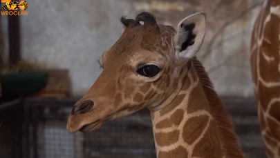 Wrocławskie zoo ma nową mieszkankę. To żyrafa siatkowana Inuki