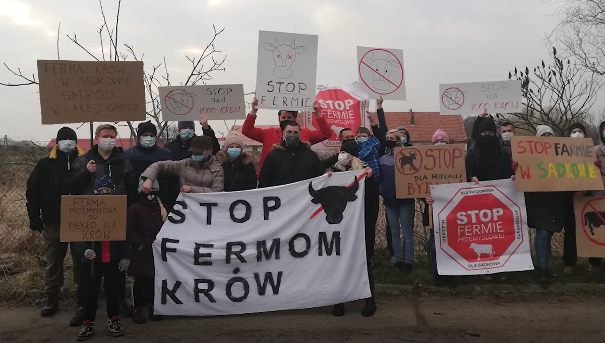 Mieszkańcy Sadkowa, niewielkiej wsi pod Kątami Wrocławskimi buntują się przeciwko stworzeniu przemysłowej fermy krów w ich miejscowości. Zawiadomili władze, media, oplakatowali miejscowość. Jednym z głównych argumentów jest troska o dobro zwierząt. 