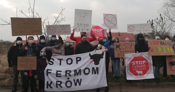 Mieszkańcy Sadkowa, niewielkiej wsi pod Kątami Wrocławskimi buntują się przeciwko stworzeniu przemysłowej fermy krów w ich miejscowości. Zawiadomili władze, media, oplakatowali miejscowość. Jednym z głównych argumentów jest troska o dobro zwierząt. 