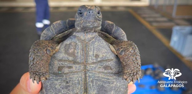 /Foto: Aeropuerto Ecológico de Galápagos /