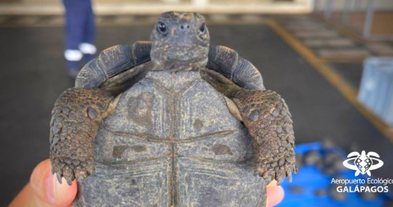 Służby celne udaremniły przemyt małych żółwi na Galapagos. 185 sztuk było upchanych w walizce, którą ktoś nadał na wyspie. Miały trafić na stały ląd, do Ekwadoru.