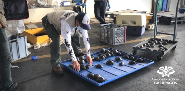 /Foto: Aeropuerto Ecológico de Galápagos /