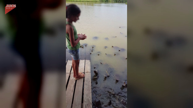 Pewna dziewczynka wybrała się nad jezioro pokarmić żółwie. Ciekawe, czy wzięła wystarczająco karmy. Na miejscu okazało się bowiem, że głodnych pyszczków jest naprawdę dużo. 