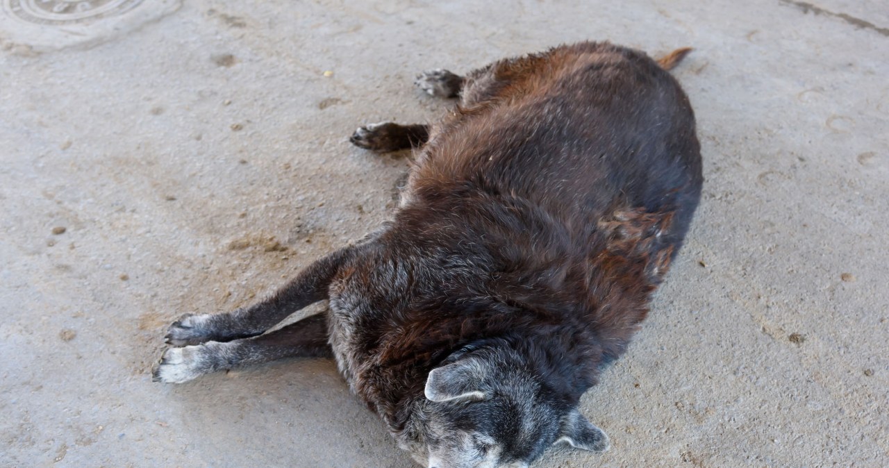 Pies na ozempicu. Czy zastrzyki odchudzające dla zwierząt są bezpieczne?