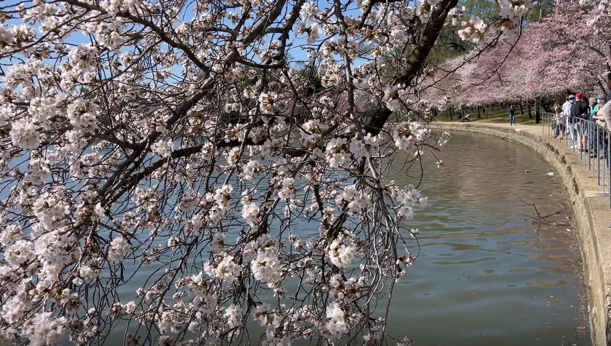 W amerykańskiej stolicy trwa Festiwal Kwitnącej Wiśni. Zakwitły tysiące wiśniowych drzew. Stolica USA tonie w bieli oraz różu. Kwitnące na różowo i biało tysiące wiśni japońskich posadzonych dookoła Tidal Basin, rezerwuaru wodnego w centrum Waszyngtonu przyciągają wiosną od dekad setki tysięcy ludzi.