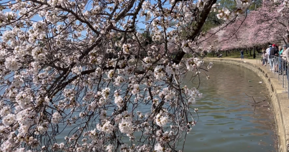 W amerykańskiej stolicy trwa Festiwal Kwitnącej Wiśni. Zakwitły tysiące wiśniowych drzew. Stolica USA tonie w bieli oraz różu. Kwitnące na różowo i biało tysiące wiśni japońskich posadzonych dookoła Tidal Basin, rezerwuaru wodnego w centrum Waszyngtonu przyciągają wiosną od dekad setki tysięcy ludzi.