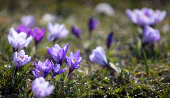 ​W tym roku wiosna bez podziwiania krokusów pod Tatrami? TPN odradza