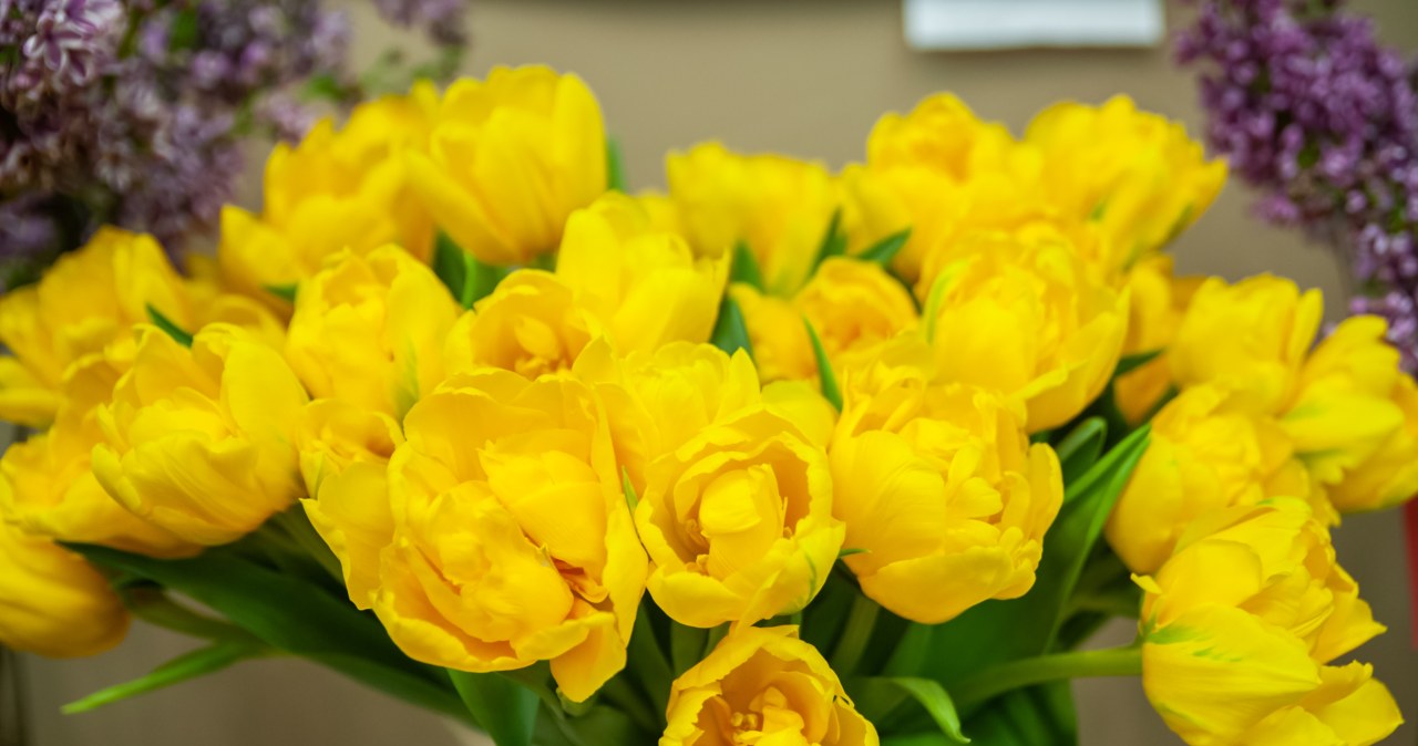 Tulipany w wazonie postoją choćby dwa tygodnie. Zastosuj prosty patent