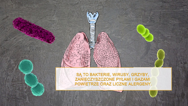 Nasze płuca są narażone na wiele szkodliwych czynników. Przede wszystkim są to bakterie, wirusy i grzyby powodujące choroby. Zanieczyszczone pyłami i gazami powietrze i liczne alergeny to kolejny problem. Na choroby płuc nie są więc narażeni tylko palacze. Zdrowy układ oddechowy lepiej sobie radzi z usuwaniem zanieczyszczeń i dlatego warto poznać naturalne sposoby na oczyszczenie płuc.