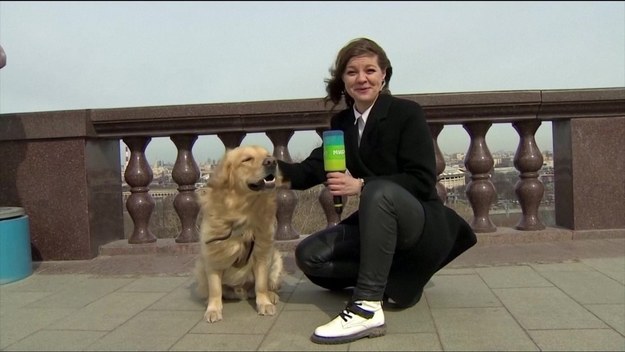 Niecodzienny atak przeżyła korespondentka rosyjskiej telewizji „MIR”. Podczas wejścia „na żywo” pies rasy Golden Retriwer porwał jej mikrofon. Po załagodzeniu sporu czyj jest mikrofon wystąpili przed kamerą razem.