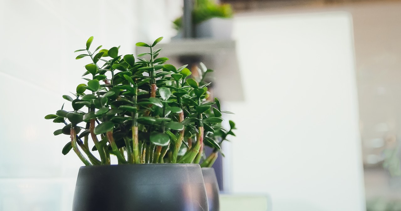 Zadbaj o swoje szczęście. Wlej to domowe smoothie do doniczki