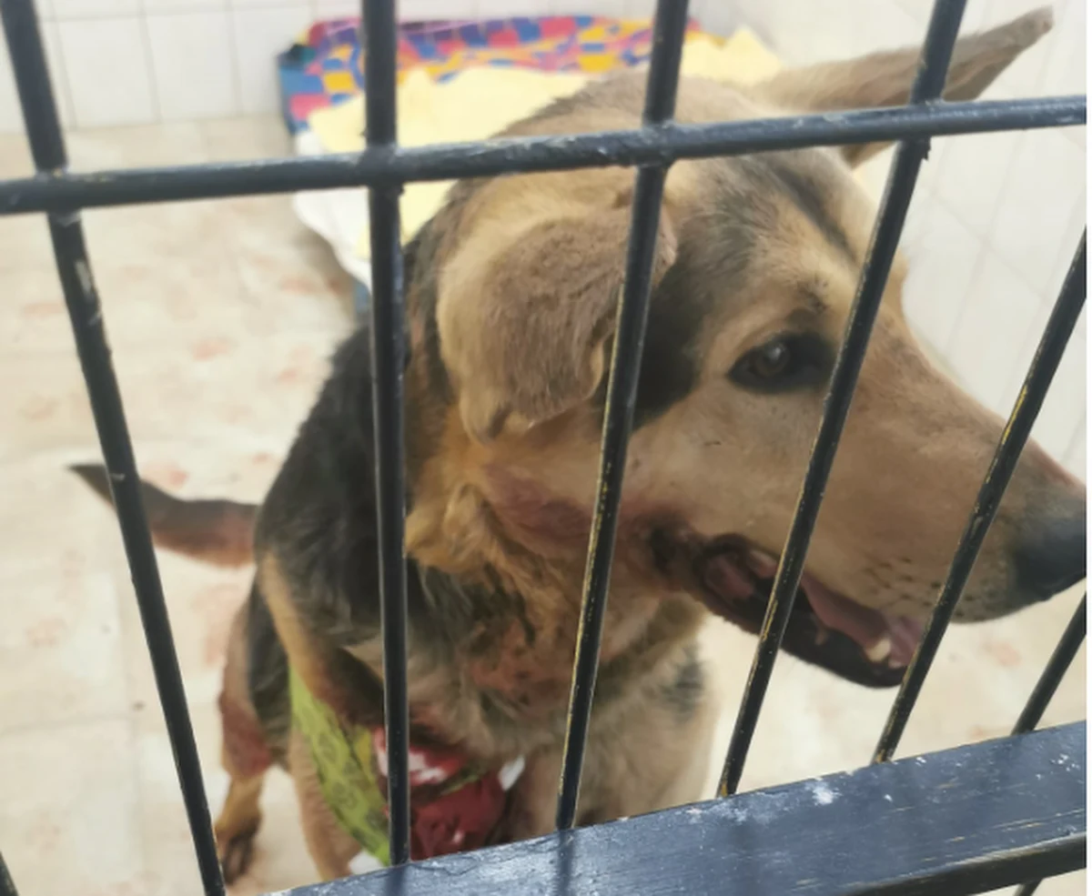 59-letnia sołtys wsi Wirki na Dolnym Śląsku usłyszy zarzut znęcania się nad swoim psem. Kobieta ciągnęła zwierzę na łańcuchu przypiętym do haka holowniczego samochodu. W tekście publikujemy zdjęcia - uwaga drastyczne. 