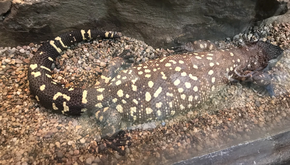 Dwie dwie helodermy, czyli jadowite jaszczurki wykluły się z jaj we wrocławskim zoo. To gatunek, który rzadko się rozmnaża. To dość duża jaszczurka, której cechą charakterystyczną są żółte plamy na ciele. 
