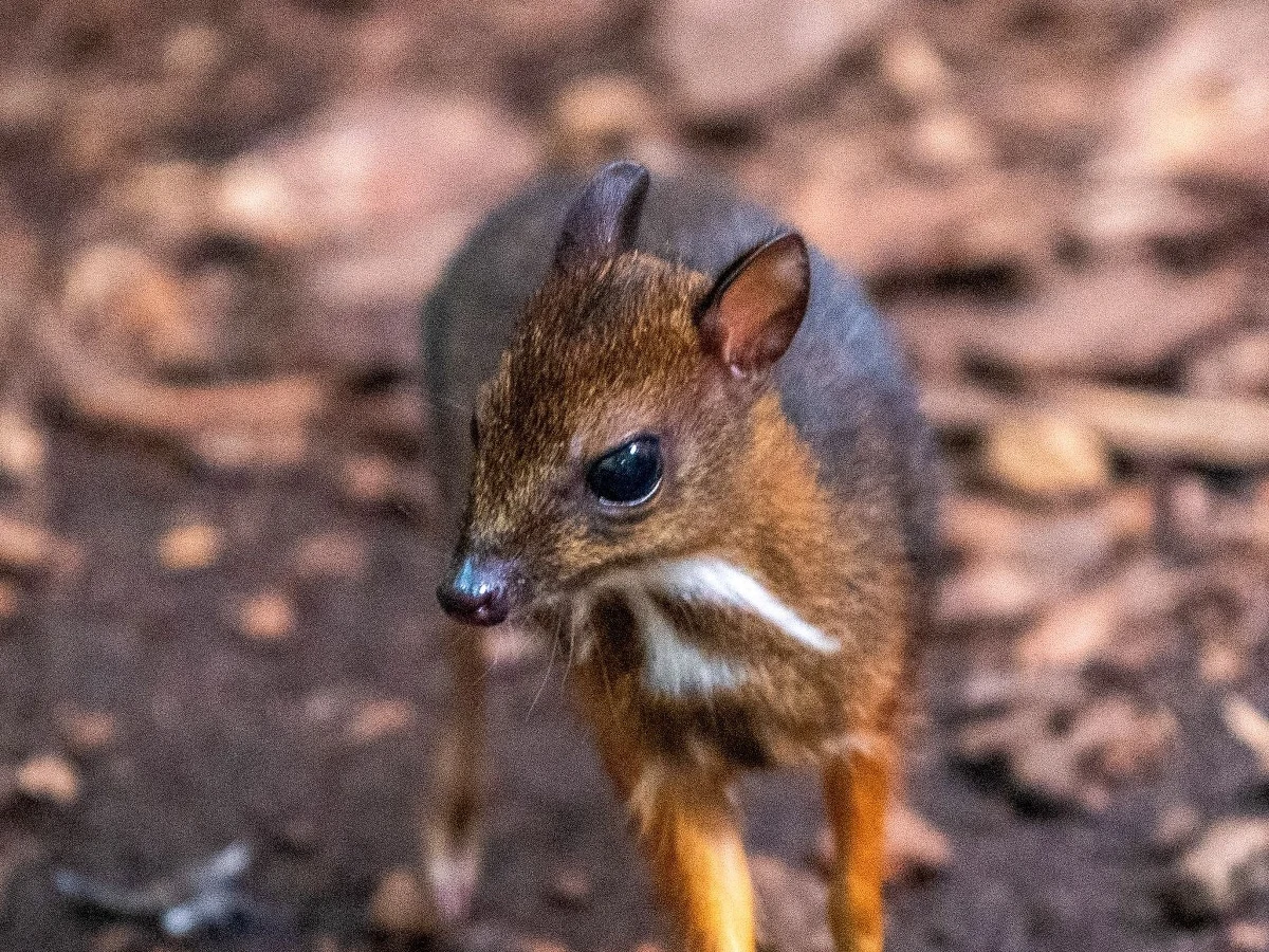 Łódzkie zoo może pochwalic się młodą samica myszojelenia. Zwierzątko przyszło na świat w lutym, ale dopiero teraz udało sie ustalić jego płeć. To malutki ssak. Dorosły osobnik waży maksymalnie 2 kg.