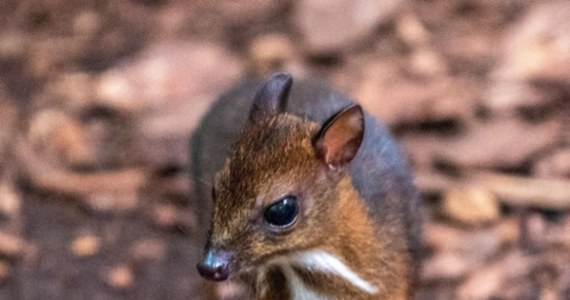 Łódzkie zoo może pochwalic się młodą samica myszojelenia. Zwierzątko przyszło na świat w lutym, ale dopiero teraz udało sie ustalić jego płeć. To malutki ssak. Dorosły osobnik waży maksymalnie 2 kg.