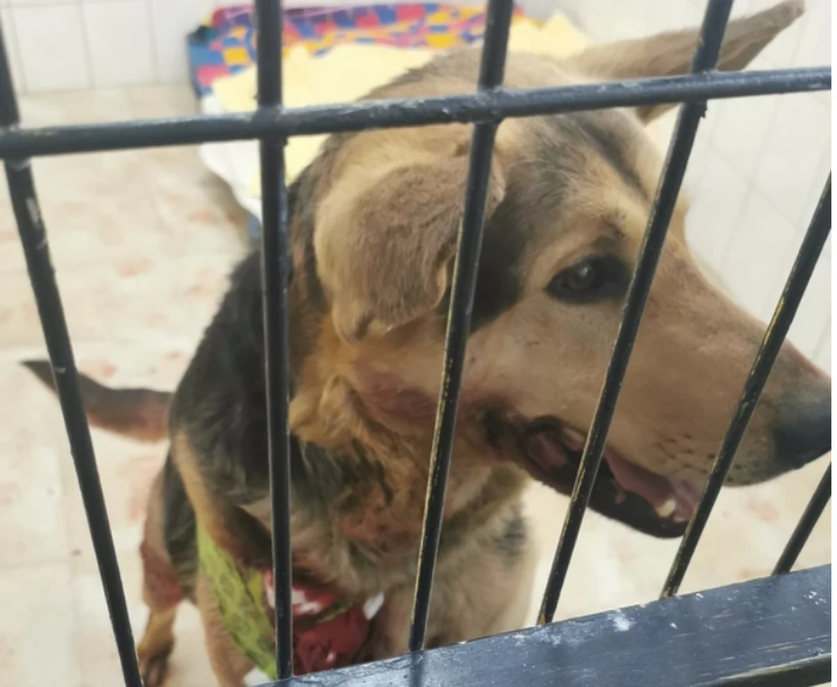 Sołtys wsi Wirki koło Świdnicy na Dolnym Śląsku usłyszała zarzut znęcania się nad swoim psem ze szczególnym okrucieństwem. Kobieta miała ciągnąć go na łańcuchu za samochodem. 