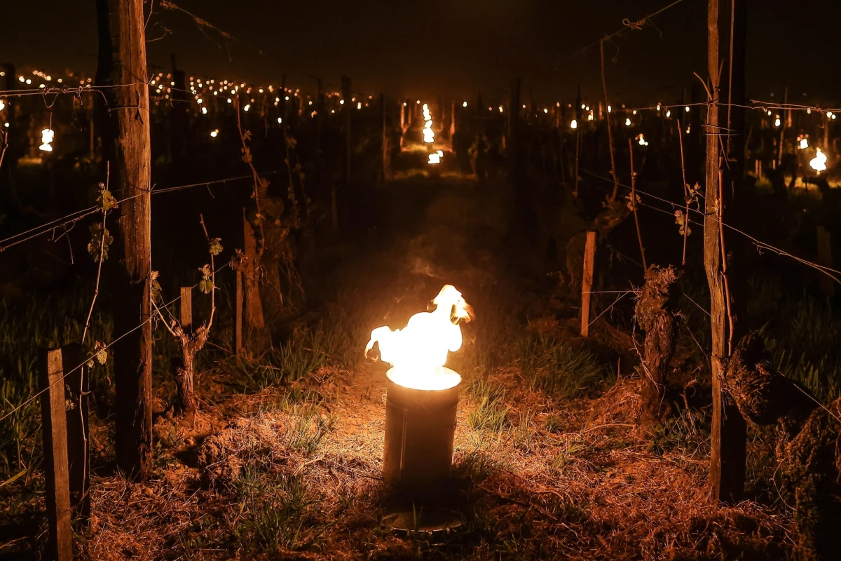 Nagłe kwietniowe przymrozki będą miały prawdopodobnie katastrofalne skutki we francuskich winnicach! Alarm ogłosił francuski związek producentow wina, który domaga się od rządu natychmiastowej pomocy finansowej. Przedstawiciele tego związku ostrzegają, że w niektórych regionach produkcja trunku może spaść nawet o połowę.