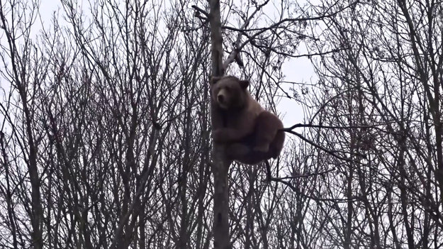 Pewien niedźwiedź, mieszkający w belgijskim zoo, został przyłapany na karkołomnej wspinaczce. Zwierzę weszło na drzewo i na wysokości prawie 20 metrów zrobiło sobie odpoczynek. Po kilku godzinach misio bezpiecznie zszedł na dół. Ciekawe, czy podobały mu się widoki.