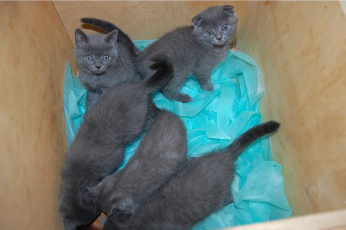 Pięć kociąt scottish fold przemycał w skrytce w ścianie busa 43-letni Ukrainiec, którego zatrzymano do kontroli na przejściu granicznym w Medyce. Zwierzęta nie miały wymaganych dokumentów. 