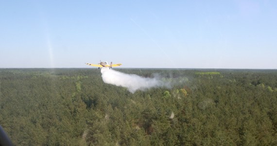 Pożar wybuchł w lasach w okolicach podwarszawskiej Zielonki. Do akcji gaśniczej ruszyło 5 zastępów strażaków, wysłano również dromadera, który z powietrza zrzucał wodę na płonący teren. Pożar jest już opanowany.