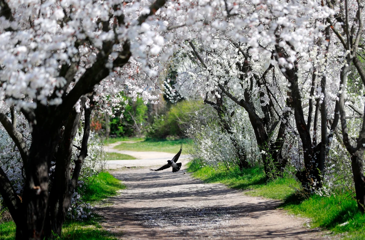 Tydzień zacznie się nadejściem frontu z zachodu, który przyniesie ochłodzenie, zachmurzenie, deszcz i śnieg. Nocą w niektórych regionach przymrozki, a za dnia temperatury do 10 st. C. Pogoda poprawi się dopiero od weekendu - wynika z synoptycznej prognozy pogody IMGW na najbliższy tydzień.