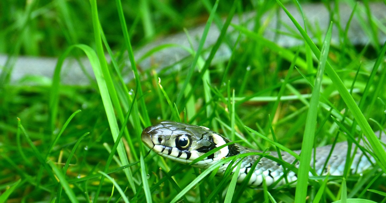 Masz to w ogrodzie? Uważaj, przyciąga węże jak magnes