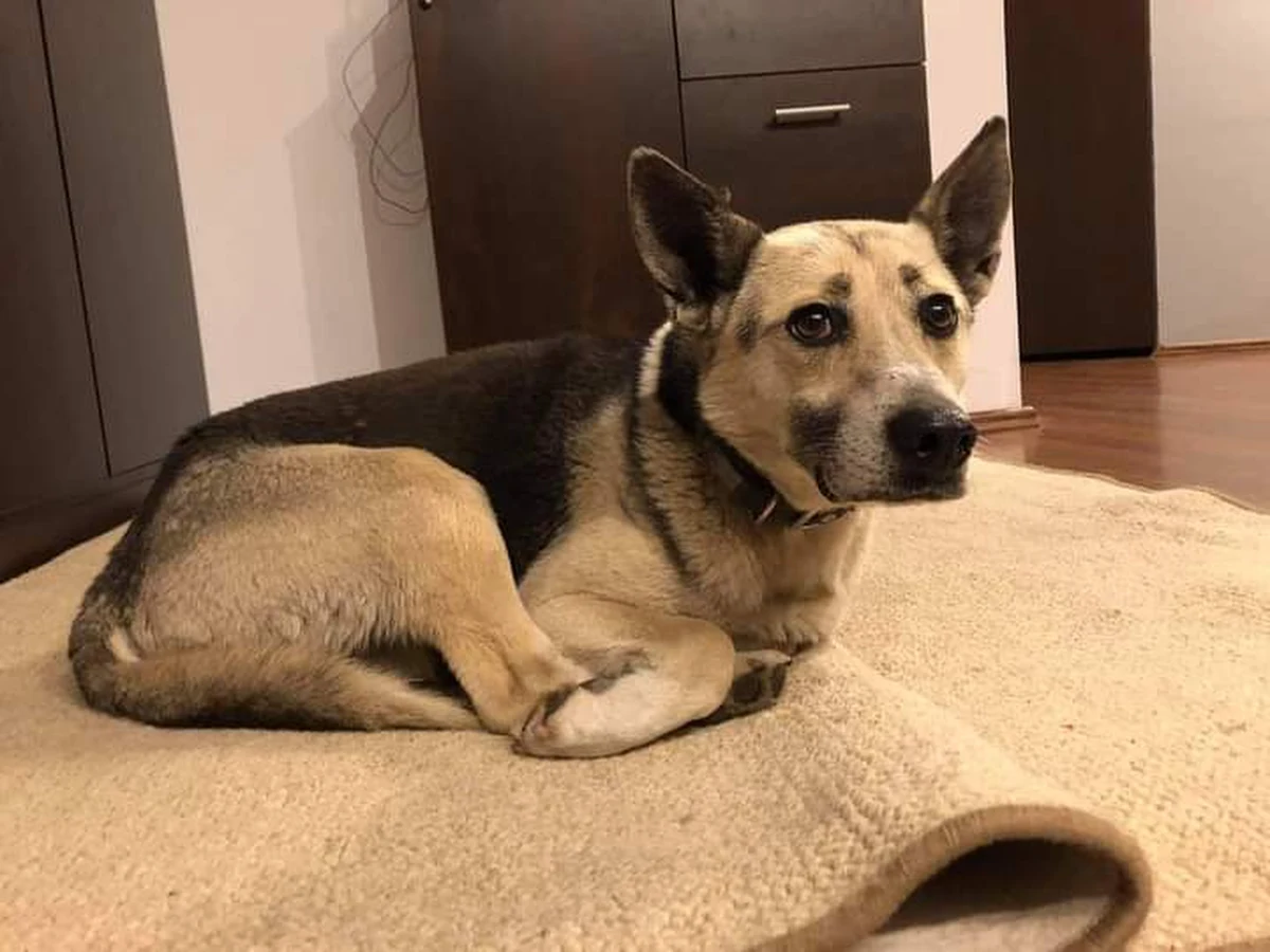 Kilkadziesiąt psów ze Schroniska dla Zwierząt w Białymstoku znalazło tymczasowy dom po tym, jak we wtorek wieczorem w sąsiadującym z placówką wysypiskiem śmieci wybuchł pożar. Jak poinformowało schronisko, ogień nie zagrażał psom, jednak duszący dym znacząco utrudniał im oddychanie.