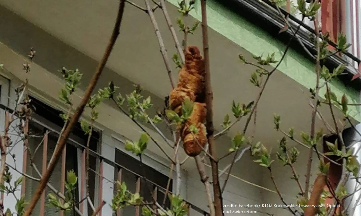 Pracownicy Krakowskiego Towarzystwa Opieki nad Zwierzętami otrzymali w ostatnich dniach niecodzienny telefon. "Przyjedźcie i go zabierzcie!" - z desperacją prosiła mieszkanka jednego z osiedli. Kobieta i jej sąsiedzi od kilku dni bali się otwierać okien, ponieważ na drzewie naprzeciwko ich bloku znajdował się tajemniczy stwór. 