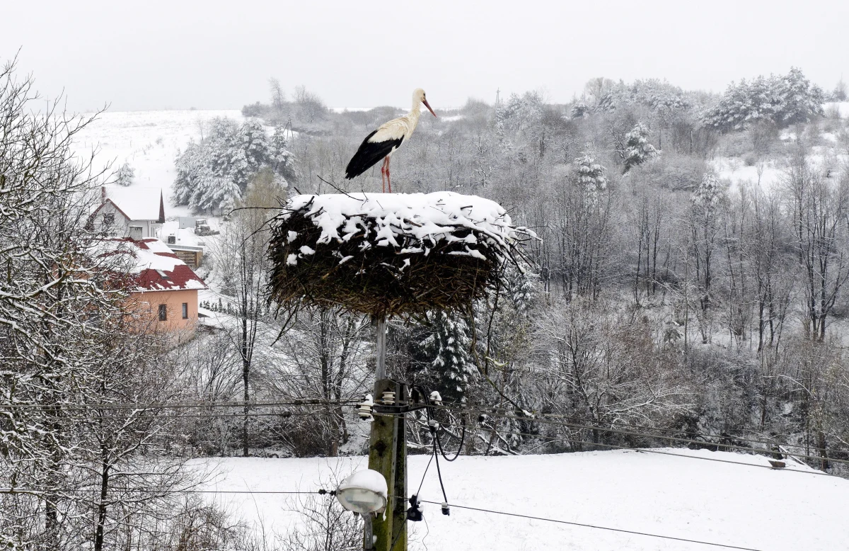 Mimo że mamy już połowę kwietnia – wiosenna pogoda nadal nie będzie nam towarzyszyła w najbliższym czasie. Przed nami kolejna chłodna noc z opadami śniegu, deszczu ze śniegiem i samego deszczu - poinformował PAP rzecznik i synoptyk IMGW-PIB Grzegorz Walijewski. Lokalnie mogą wystąpić oblodzenia dróg i chodników.