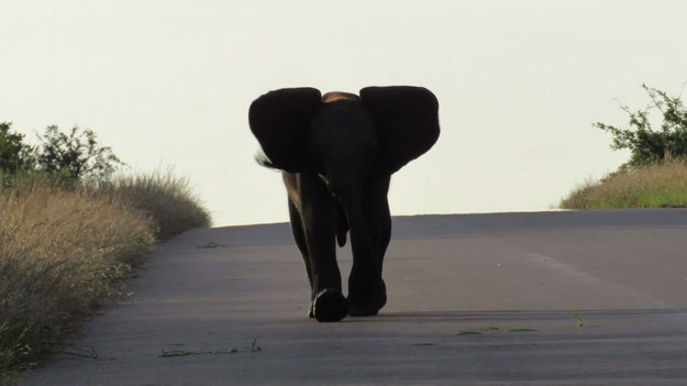 Jest najmniejszy, ale rozrabia jak największy! Poznajcie słonika, na którego natknęli się turyści odwiedzający Park Krugera. Gdy młodzik wychynął zza krzaków, nie przeszedł grzecznie na drugą stronę drogi, ale ruszył na samochód. W bojowym nastroju był także jego starszy towarzysz. Na szczęście, skończyło się tylko na prężeniu muskułów i trąb!