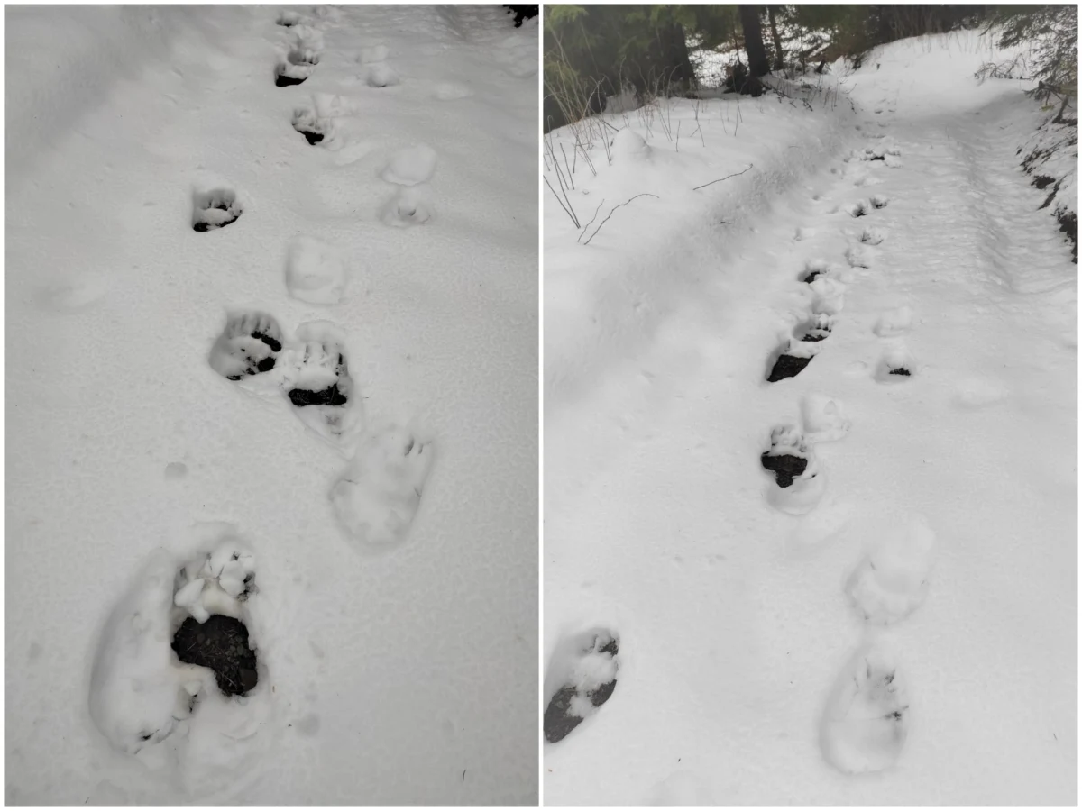 Straż Graniczna na swojej stronie zamieściła zdjęcia tropów zostawionych przez imigranta ze Słowacji. Imigrant nie miał paszportu, miał za to sierść i ok. 300 kg wagi. 