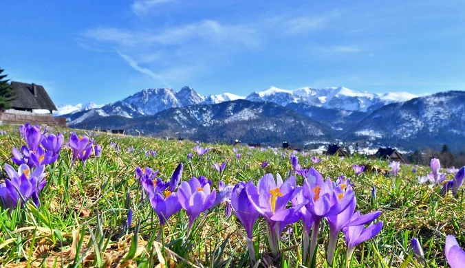 Opóźnia się sezon krokusowy w Tatrach. Powodem śnieg