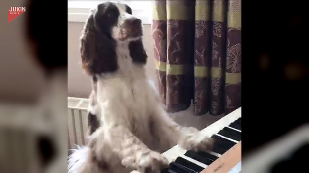 Mała lekcja gry na pianinie? Czemu nie! Zobaczcie, jak pewien czworonożny przyjaciel poradził sobie przy klawiszach. 