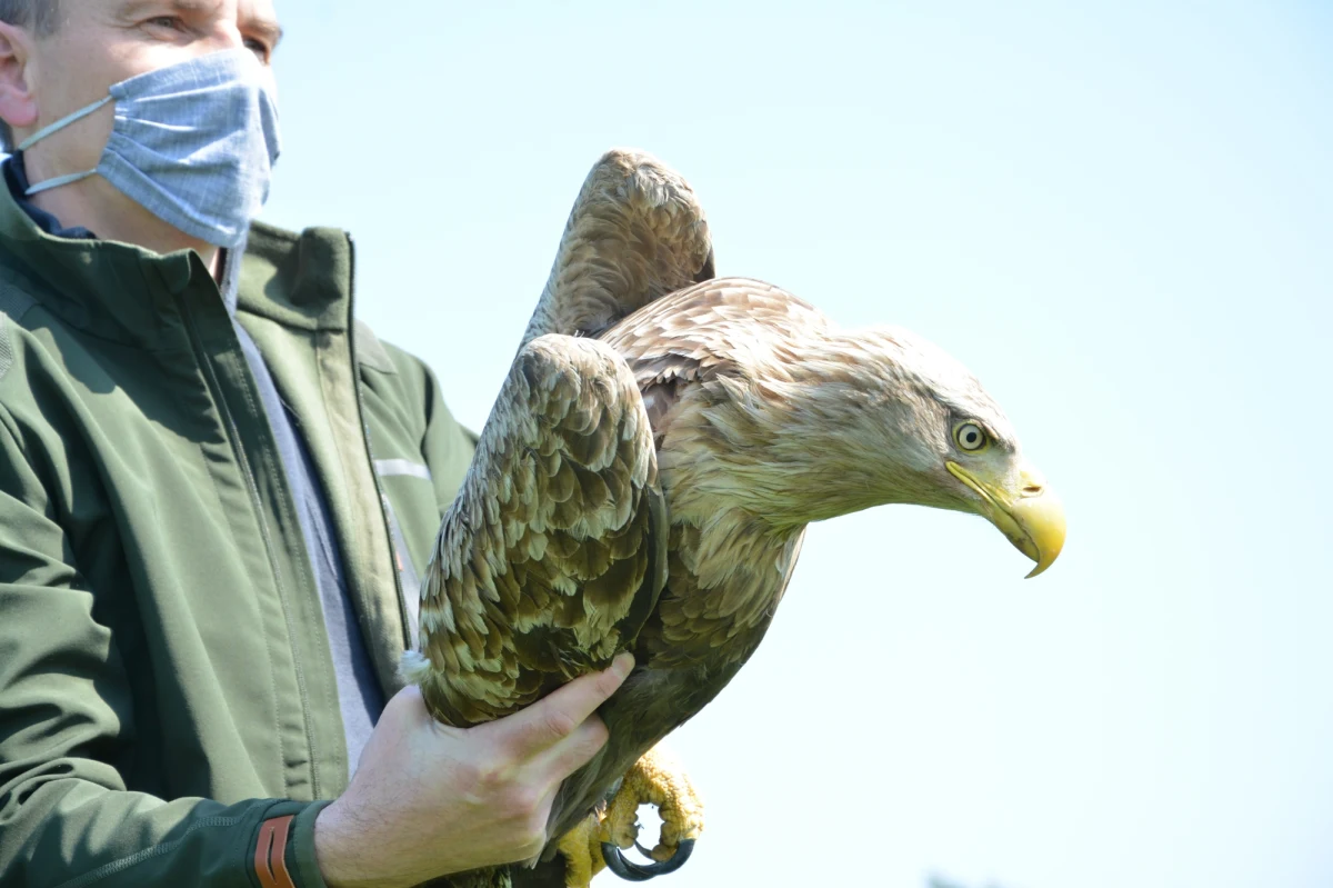 Kiedy pracownicy Nadleśnictwa Włoszakowice otrzymali pierwsze zgłoszenie na temat wielkiego ptaka, który zachowuje się nienaturalnie, nie wiedzieli, że chodzi o orła bielika. Osoby, które zauważyły drapieżnika, relacjonowały, że ten nie może wzbić się w powietrze i nie ucieka na widok człowieka. Reakcja na sygnał była natychmiastowa. Leśnicy ruszyli na miejsce wspólnie z członkami Komitetu Ochrony Orła. Po dotarciu na miejsce, namierzeniu ptaka i pierwszych jego obserwacjach – wiadomo było, że to znany z polskiego godła orzeł bielik. 