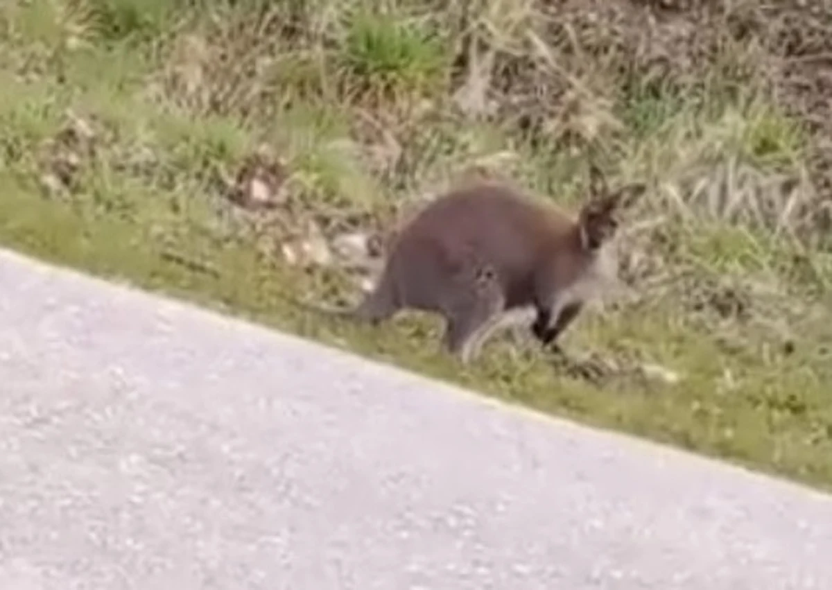 ​W miejscowości Sterkowiec w Małopolsce zaginął kangur. Zwierzę było widziane w pobliżu jednej z ulic, właściciel kangura apeluje o kontakt.