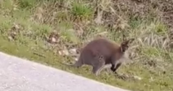 ​W miejscowości Sterkowiec w Małopolsce zaginął kangur. Zwierzę było widziane w pobliżu jednej z ulic, właściciel kangura apeluje o kontakt.